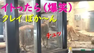 肉を穴に落として大慌て（爆笑）🐈肉を咥えてバタバタするイトにドン引きクレイ【イトとクレイの美しき日々４８】