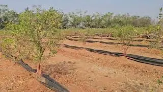 Sharad King pomegranate first ethereal  and bud pasting