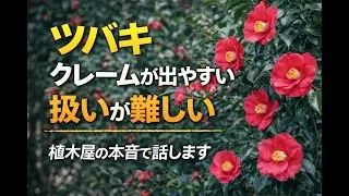 庭木としてのツバキ｜&ldquo;上品な木&rdquo;ほど、扱いが難しい