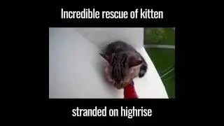 Incredible rescue of kitten stranded on highrise