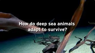 How do deep sea animals adapt to survive?