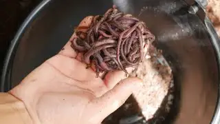 Complete Vermicompost Production Guide| Smart Agri Hub