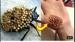 Top 10 Dangerous Bugs in the World @factEx