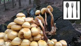 Łuszczak zmienny (Kuehneromyces mutabilis) Andrychów 12.05.2018