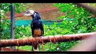 Patna ka zoo | short video patna chidiya ghar #patnavlogs #patna #zoo