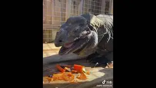 Rhino Eating Carrots