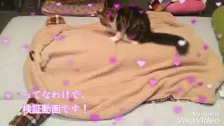 モミモミぎん太【検証動画】