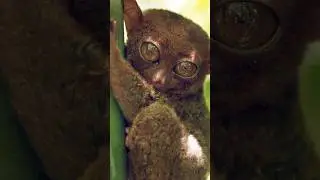 5 Facts about Tarsier !! #animals #learning #facts #subscribe