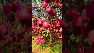 American Apple Tree🍎🍎🍎#apple #appletrees #farm #farming #fruit #nature#naturephotography#usa