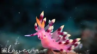 Salah satu spesies Nudibranch yang ada di Biak (Coryphellina exoptata)