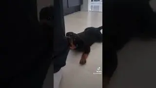 ROTTWEILER ELLI / PIRAIJAN HAMPAAT /P&auml;iv&auml; 13 🤭 #rottweiler