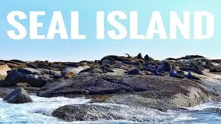 HOUT BAY and ISLAND FULL OF SEALS in CAPE TOWN | SEAL ISLAND | SOUTH AFRICA Travel vlog
