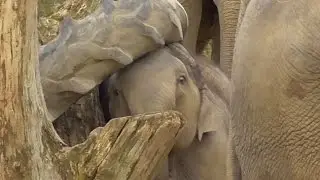 Baby Elephant And The Tyre