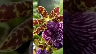 OBRAL ANGGREK MURAH SUPER CANTIK #promo #obral #anggrek#promo #murah