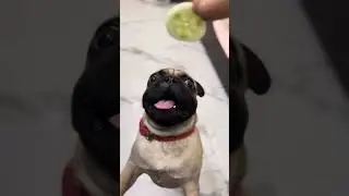 Pug eating salad! #sound #pug #funny #asmr #labrador #youtubevideo 