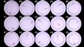 Automated pose and eye tracking with the multi-camera array microscope