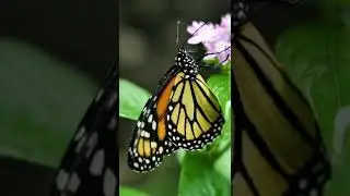 monarch butterfly on a pink flower Martinique zoo Danaus plexippus#shorts Insects Videos  Channel
