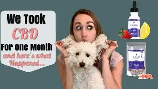 Преимущества масла CBD при тревожности! | Лучшее CBD для собак