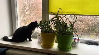Cat TV. Cute Cats and cute birds. Cute Cat video for relaxation and good vibes. Funny Cat video 4K 