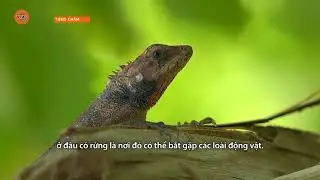 [CHAM LANGUAGE] CON DAO NATURE - EPISODE 3 | VTV5