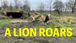 BIG CATS of CHESTER ZOO ✨ A Roaring Lion 🦁 Big Cat