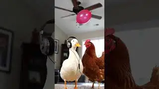 Balloon Disco in the Fan! Duck & Chicken's Absurd Living Room Dance! 😹🎈 #funnyvideo #duckcomedy