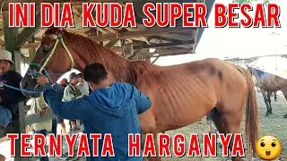 PASAR KUDA | REVIEW KUDA SUPER BESAR DI PASAR KUDA JENEPONTO | PASAR KUDA PART 77