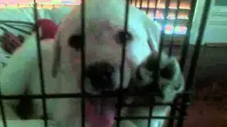 Blind Love (Seeing Eye Dogs Australia)