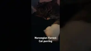 Norwegian Forrest Cat purring sound Relaxation 25 to 150 Hertz (Hz) #soundrelaxation