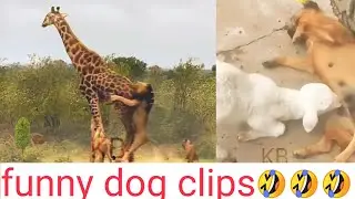 Best Prank Collection Top Fake Lion Prank Real Dog Super Funny - Try Not