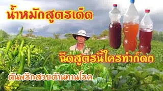 น้ำหมักสูตรเด็ด ฉีดพริก ทำฉีดเองได้ง่ายๆ ฉีดสูตรนี้ใครทำก็ดก ต้นพริกสวยต้านทานโรค สวนพริกพ่อเสาร์ 