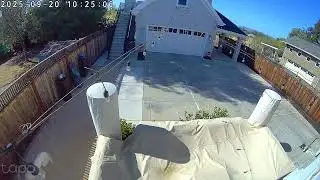 Spinone zoom 2