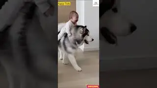 Funniest Dogs & Cats Moments You&rsquo;ll Love ❤️ #happytails #cat #petcareprovider #pet #animallovers #fu