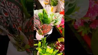 🌺new kitchen items 🌸 #song #decoration