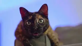 Streamer Awards Twitch Prime Ad