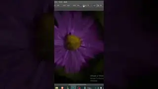 Magic Flower