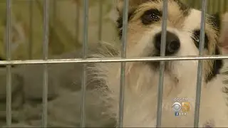 Hundreds Of Animals Evacuated From Wildfire Zones At Walnut Creek Shelter