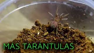NUEVAS TAR&Aacute;NTULAS | TLILTOCATL SCHROEDERI | CERATOGYRUS DARLINGI |