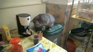 Cat eating like humans