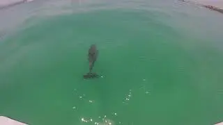 Dolphin sighting - Destin FL