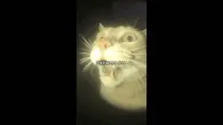 You Messed With My Gang🤯🗣️🗣️🔥🔥-#memes #catmemes #cat