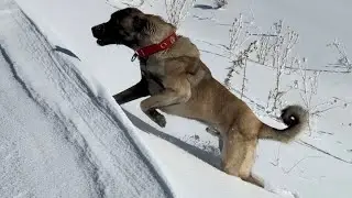 KURT BU SEFER ÇİFTLİĞE KADAR GELDİ. BU KADARDA OLMAZ. ALFA KURT BİRDEN KÖPEKLERİN İÇİNE GİRDİ