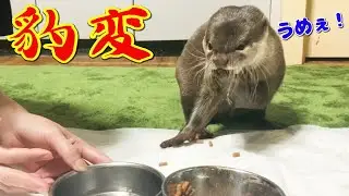 カワウソのご飯の食べ方がワイルドすぎた・・・【しゃもじ君】