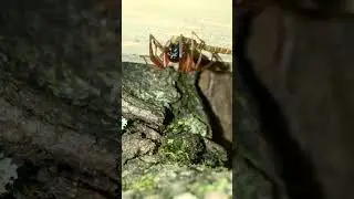 Boreal Combfoot & Broad-faced Sac Spiders prowling at night