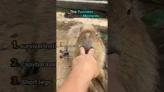 Самые смешные моменты с капибарами🤣