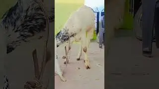 Kota Bakri number Van quality ki Bakri Hai do daati Bakri hai bhai 20 #kirloskarbrotherslimited