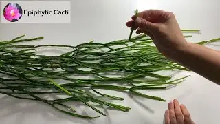 Rhipsalis micrantha form kirbergii