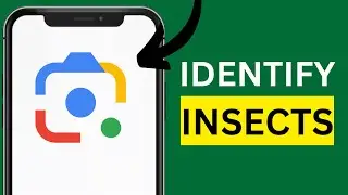 How to use Google Lens to Identify Animals or Insects