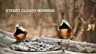 Cold Cloudy Morning at the Bird Feeder | Started at 8 AM, -1.8°C / 28.8°F