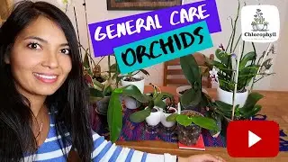 General Orchid care | Phalaenopsis from light to watering